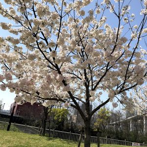 桜満開！笑顔も満開！！