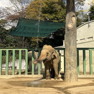秋の遠足　神戸市立王子動物園