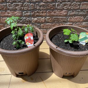 夏野菜を植えました！！
