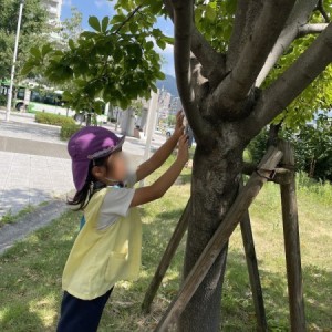 せみとりに行ったよ